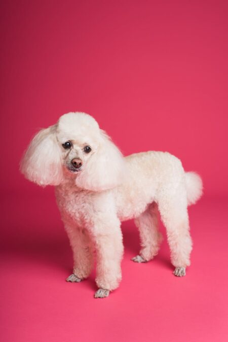poodle standing on a pink background